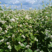 Насіння гречки сорт Дикуль 1 репродукція