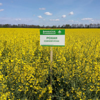 Насіння озимого ріпаку Рохан